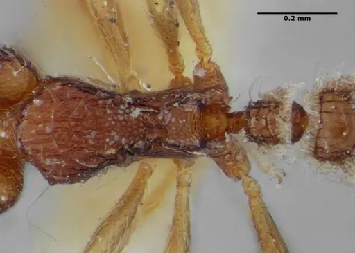 Strumigenys cosmostela specimen ANTWEB1032496 image antweb1032496_2