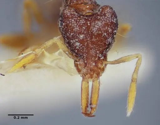 Strumigenys cosmostela specimen ANTWEB1032496 image antweb1032496_3