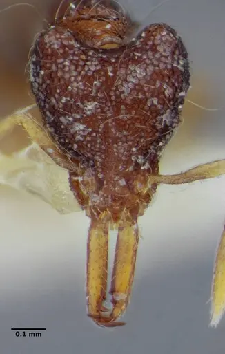 Strumigenys cosmostela specimen ANTWEB1032496 image antweb1032496_4