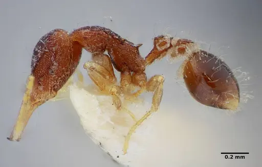 Strumigenys cosmostela specimen ANTWEB1032496 image antweb1032496_5
