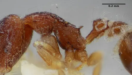 Strumigenys cosmostela specimen ANTWEB1032496 image antweb1032496_6