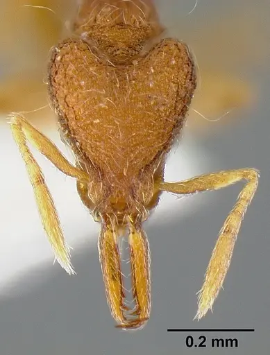 Strumigenys cosmostela specimen INBIOCRI001242016 image inbiocri001242016_1