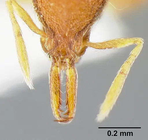 Strumigenys cosmostela specimen INBIOCRI001242016 image inbiocri001242016_2