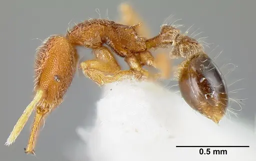 Strumigenys cosmostela specimen INBIOCRI001242016 image inbiocri001242016_3