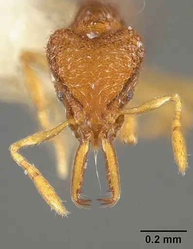 Strumigenys cosmostela specimen USNMENT00441331 image usnment00441331_2