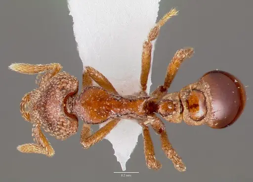 Strumigenys coveri specimen CASENT0003240 image casent0003240_1