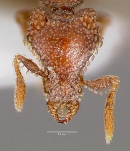 Strumigenys coveri specimen CASENT0003240 image casent0003240_2