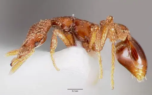 Strumigenys coveri specimen CASENT0003240 image casent0003240_3
