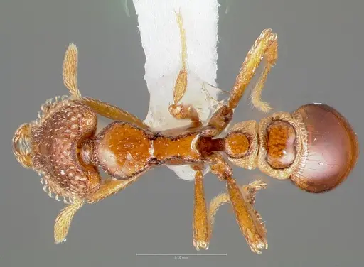 Strumigenys coveri specimen CASENT0005893 image casent0005893_1