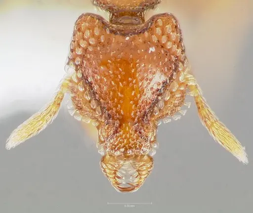 Strumigenys coveri specimen CASENT0005893 image casent0005893_2