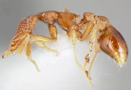 Strumigenys coveri specimen CASENT0005893 image casent0005893_3