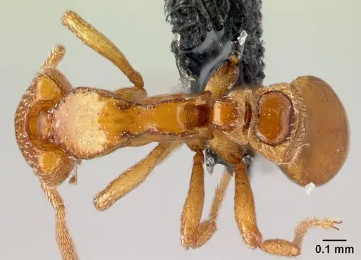 Strumigenys coveri specimen CASENT0153050 image casent0153050_1