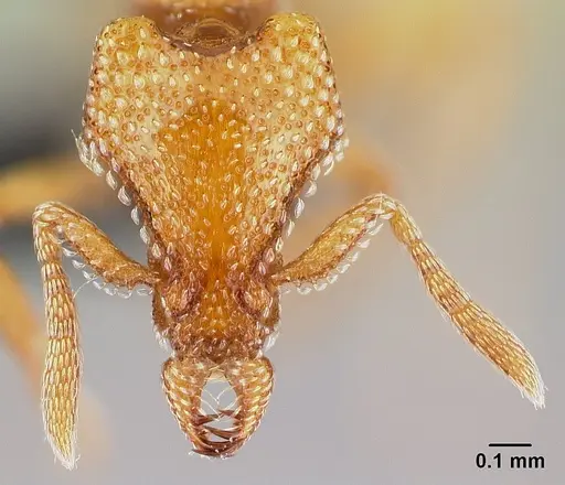 Strumigenys coveri specimen CASENT0153050 image casent0153050_2