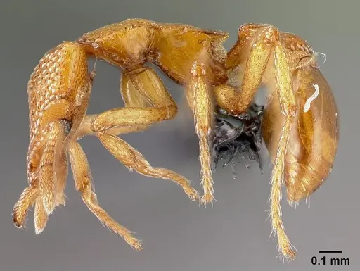 Strumigenys coveri specimen CASENT0153050 image casent0153050_3