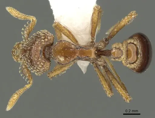 Strumigenys coveri specimen CASENT0900690 image casent0900690_1
