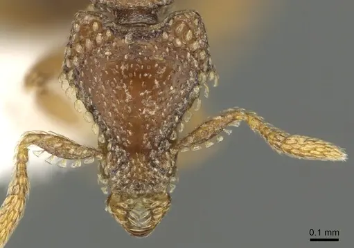 Strumigenys coveri specimen CASENT0900690 image casent0900690_2