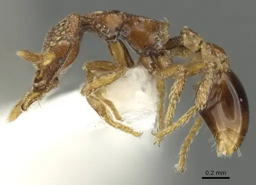 Strumigenys coveri specimen CASENT0900690 image casent0900690_3