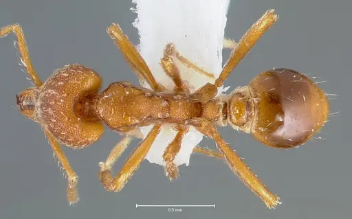 Strumigenys covina specimen CASENT0005512 image casent0005512_1