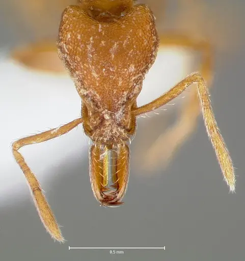 Strumigenys covina specimen CASENT0005512 image casent0005512_2