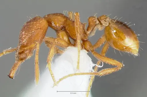 Strumigenys covina specimen CASENT0005512 image casent0005512_3