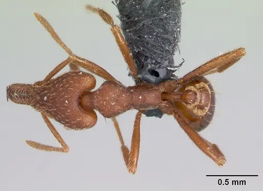 Strumigenys covina specimen CASENT0067549 image casent0067549_1