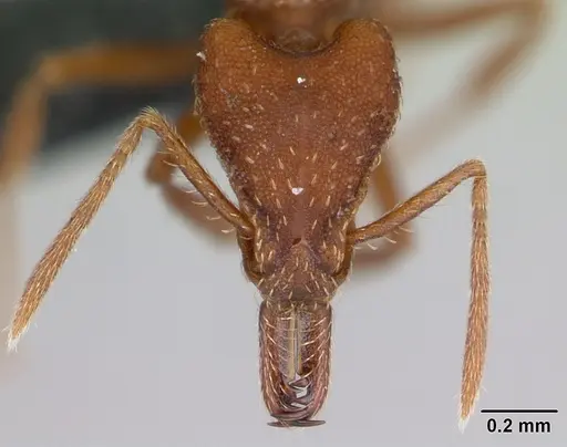 Strumigenys covina specimen CASENT0067549 image casent0067549_2