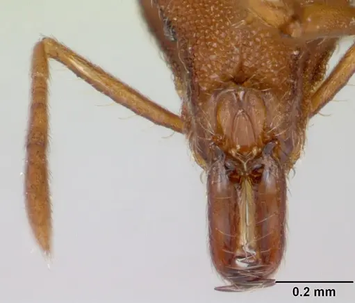 Strumigenys covina specimen CASENT0067549 image casent0067549_3