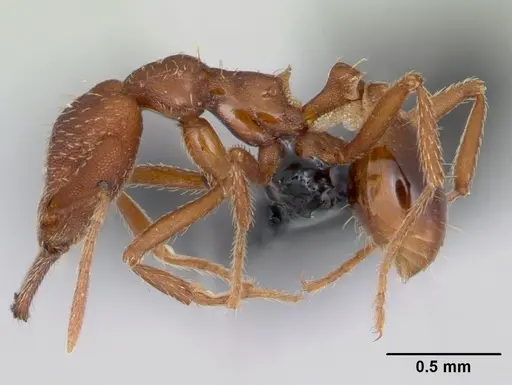 Strumigenys covina specimen CASENT0067549 image casent0067549_4