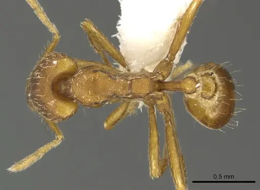 Strumigenys covina specimen CASENT0900716 image casent0900716_1