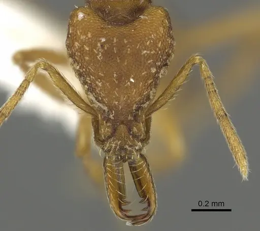 Strumigenys covina specimen CASENT0900716 image casent0900716_2