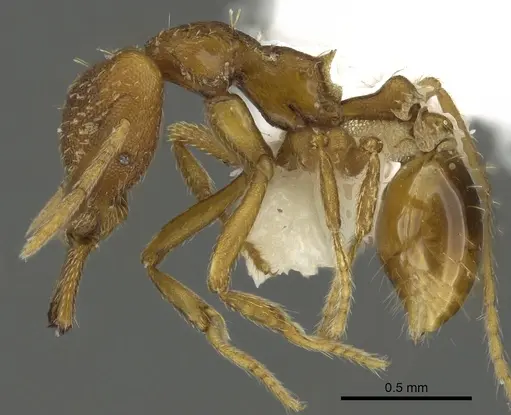 Strumigenys covina specimen CASENT0900716 image casent0900716_3