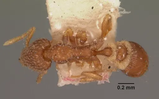 Strumigenys creightoni specimen CASENT0102540 image casent0102540_1