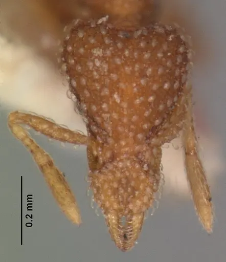 Strumigenys creightoni specimen CASENT0102540 image casent0102540_2