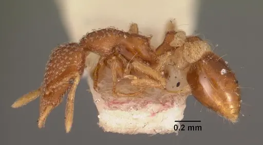 Strumigenys creightoni specimen CASENT0102540 image casent0102540_3