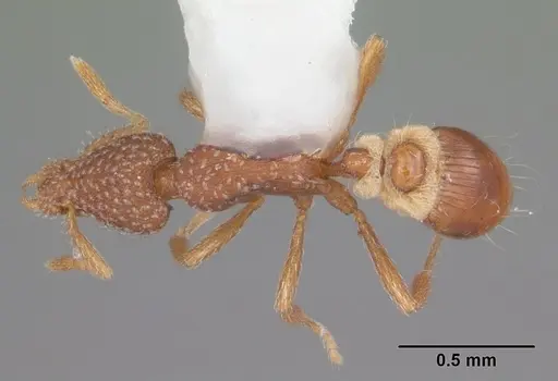 Strumigenys creightoni specimen CASENT0104332 image casent0104332_1