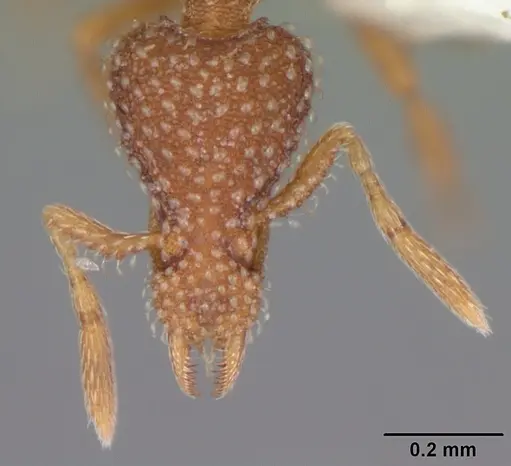 Strumigenys creightoni specimen CASENT0104332 image casent0104332_2