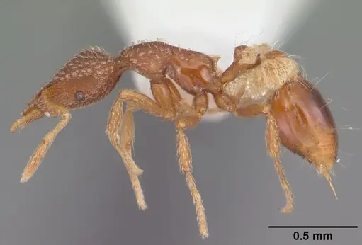 Strumigenys creightoni specimen CASENT0104332 image casent0104332_3
