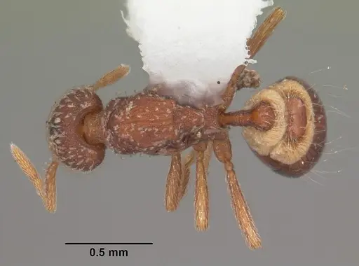 Strumigenys creightoni specimen CASENT0104333 image casent0104333_1