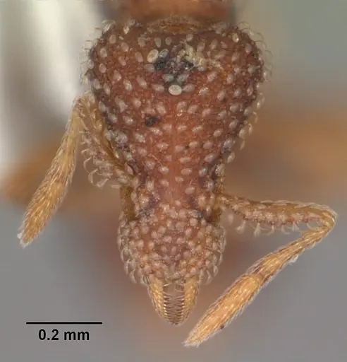 Strumigenys creightoni specimen CASENT0104333 image casent0104333_2