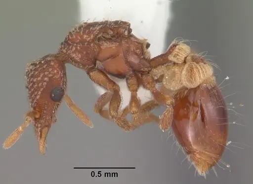 Strumigenys creightoni specimen CASENT0104333 image casent0104333_3