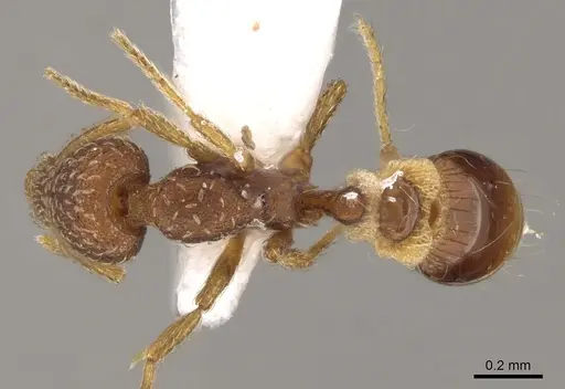 Strumigenys creightoni specimen CASENT0281181 image casent0281181_1