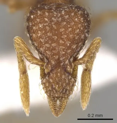 Strumigenys creightoni specimen CASENT0281181 image casent0281181_2