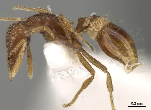 Strumigenys creightoni specimen CASENT0281181 image casent0281181_3