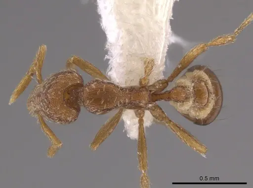 Strumigenys creightoni specimen CASENT0648350 image casent0648350_1