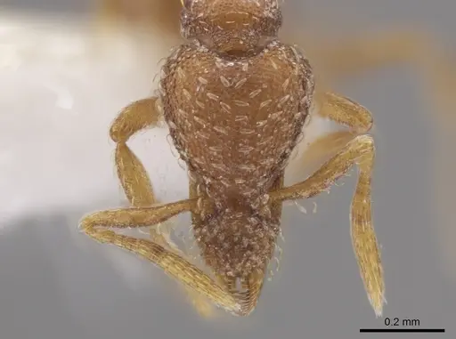 Strumigenys creightoni specimen CASENT0648350 image casent0648350_2