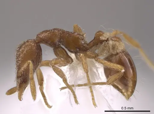 Strumigenys creightoni specimen CASENT0648350 image casent0648350_3