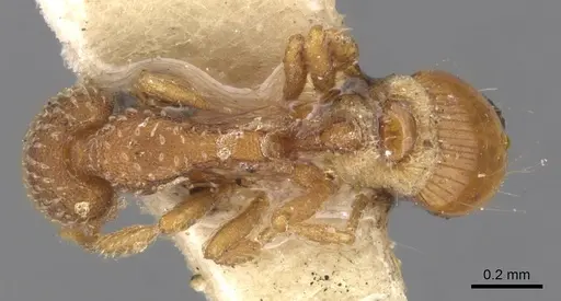 Strumigenys creightoni specimen CASENT0900170 image casent0900170_1