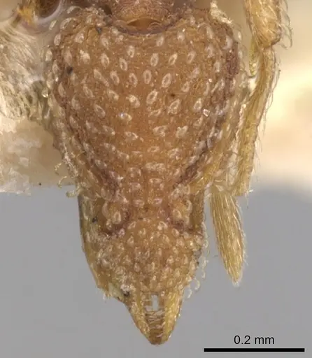 Strumigenys creightoni specimen CASENT0900170 image casent0900170_2
