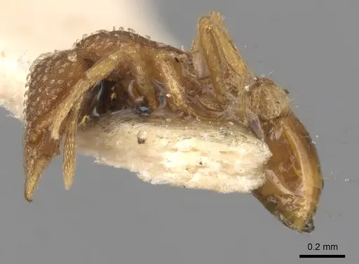 Strumigenys creightoni specimen CASENT0900170 image casent0900170_3