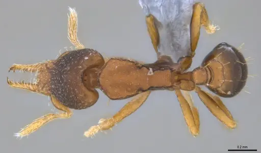 Strumigenys crementa specimen ANTWEB1053492 image antweb1053492_1